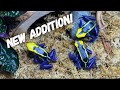 EARLY CHRISTMAS PRESENT! POISON DART FROGS!