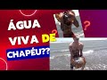 [Loucura] ÁGUA VIVA de CHAPÉU??