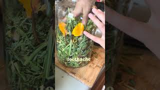 California poppy