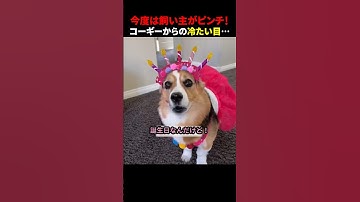 今度は飼い主がピンチ！コーギーからの冷たい目… #ほっこりショート