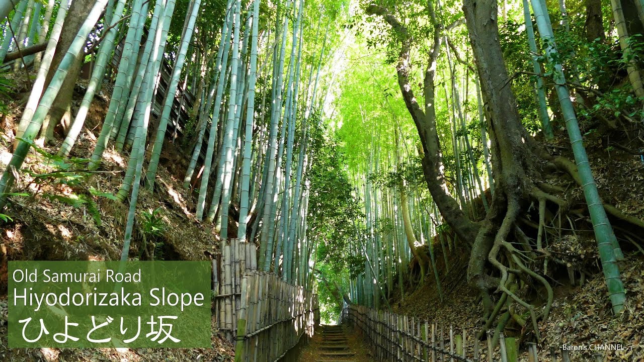 ひよどり坂 サムライの歩いた竹林の古径（こみち）千葉県佐倉市