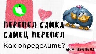 Перепел самка. Самец перепел. Как определить пол у перепелов? МОИ перепела