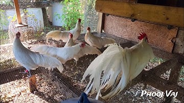 Bantam Phoenix Qaib Dib Tw Ntev #reels #shorts #chicken #poultry #gamefowl #ayam #rooster #gallos