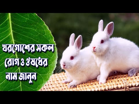 ভিডিও: OSAGO-এর অধীনে গাড়ির বীমা করা ভালো কোথায়? কোন ক্ষেত্রে OSAGO এর অধীনে একটি গাড়ী বীমা করা হয় না?