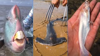 03 Tik Tok|| Menangkap Makanan Laut || Gurita Laut Dalam (Tangkap Kepiting, Tangkap Ikan) #Shorts