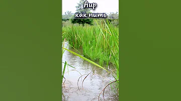 Аир обыкновенный как пить? #shorts