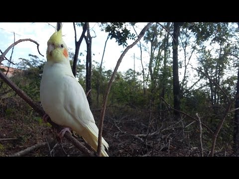Vídeo: Como Os Pássaros Veem