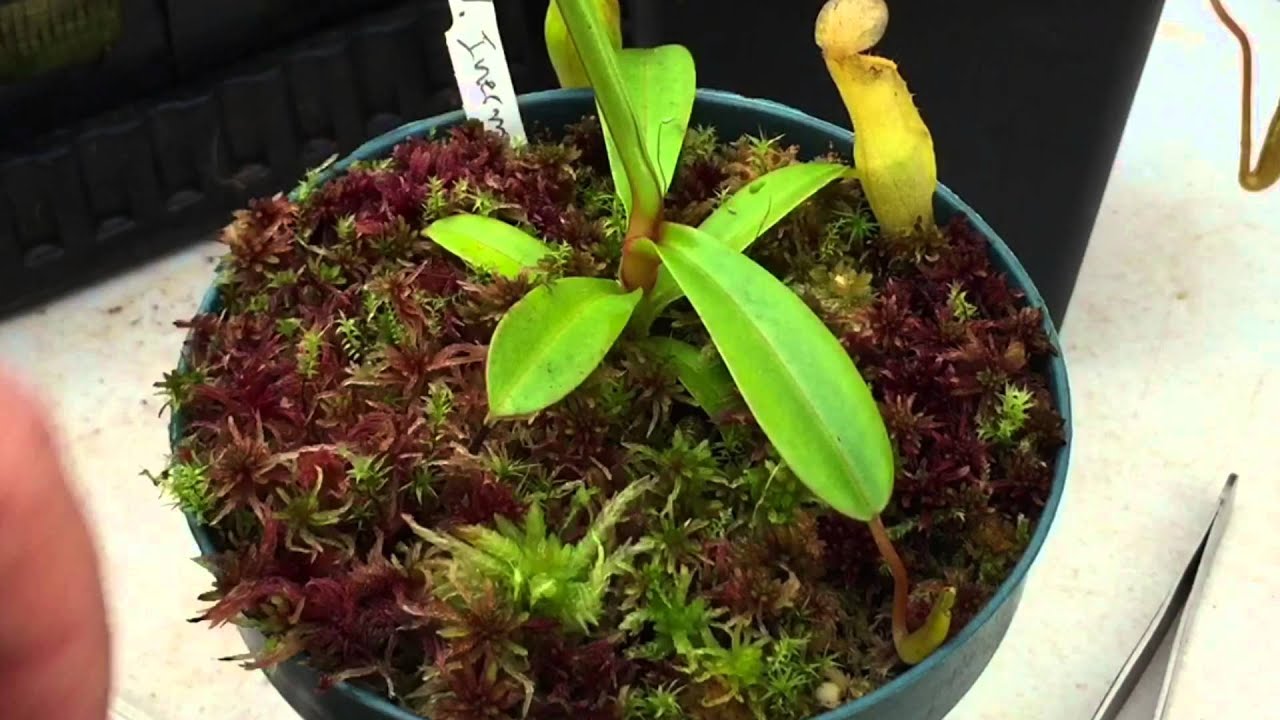 GROWING SPHAGNUM MOSS WITH NEPENTHES CARNIVOROUS PLANT TOP