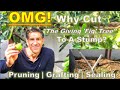 OMG! Why Cut "The Giving 'Fig' Tree" To A Stump? | Pruning | Grafting | Sealing & MORE