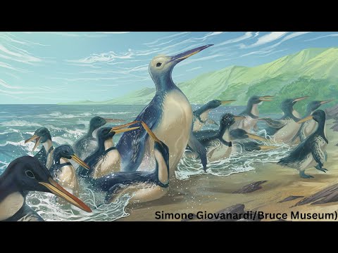Video: Var man kan se pingviner i Nya Zeeland