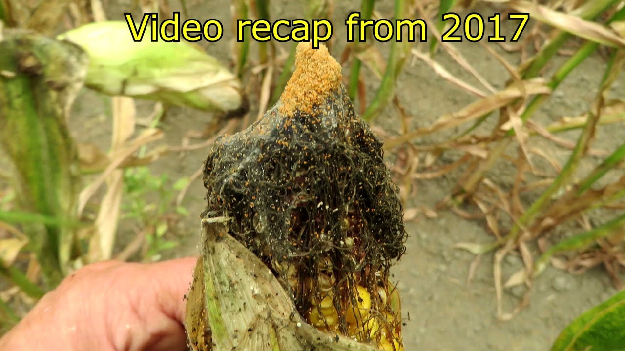 Review of Spider Mites in Corn