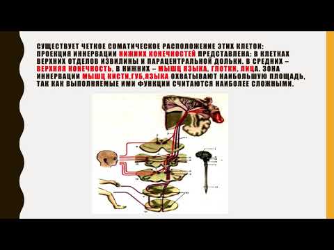 Центральный и периферический мотонейрон.