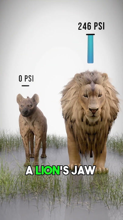The Hyenas' Bite Force!