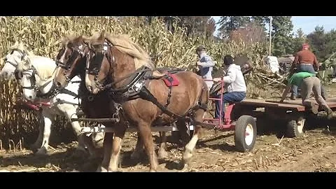 North Country Draw Horse Club corn harvest
