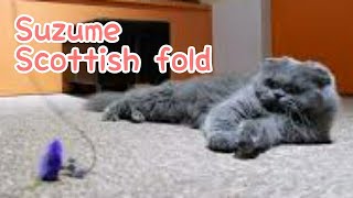 Suzume  , Scottish fold by TOKYO CATS 69 views 1 year ago 1 minute, 14 seconds