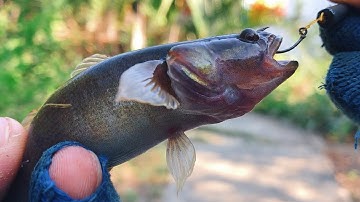 Mồi và cách câu bóng dừa cực nhạy | Trúng bầy cá bóng cụ nằm dưới bụi cỏ | THÚ VUI MIỀN TÂY. Tập 516