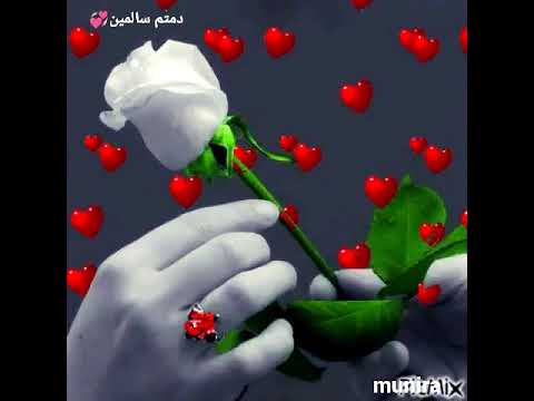 وائل كفوري قصة عشاق