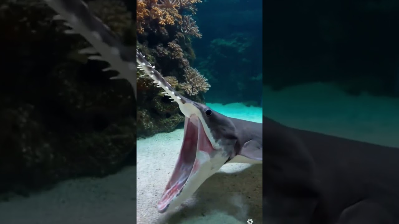 Mantis shrimp VS Sawfish 