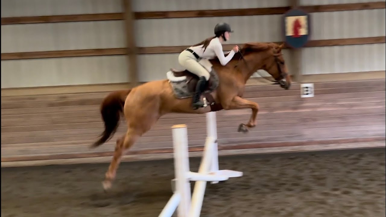 Johnny 7 year old OTTB for sale YouTube