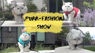 Purrfashion show from the most stylish cat in Chicago
