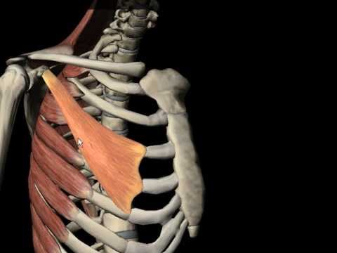 Kinesiologie 3D - Bilantul Articular si Muscular - Mobilizarea si fixarea omoplatului - Coborarea