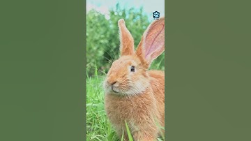 Why Do Rabbits Wiggle Their Noses? #shorts #rabbit #bunny