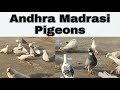 Best Andhra Madrasi Pigeons | Andhra Pradesh Machlipatnam . Hind Pigeon