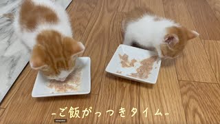 【ASMR】Kittens eating their dinner by 猫’s（ネコズ ）チャンネル 4,251 views 2 years ago 2 minutes, 41 seconds