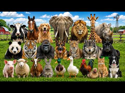 Most Familiar Farm Animals: Pig, Cow, Horse, Sheep, Cat, Chicken, Dog, Monkey – Animal Sounds