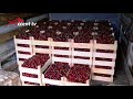 Реальный сектор. Выращивание и экспорт молдавской черешни