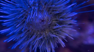 Sea Urchin eating by The Creatures Corner 323 views 1 month ago 1 minute, 1 second