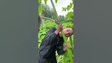 борщевик