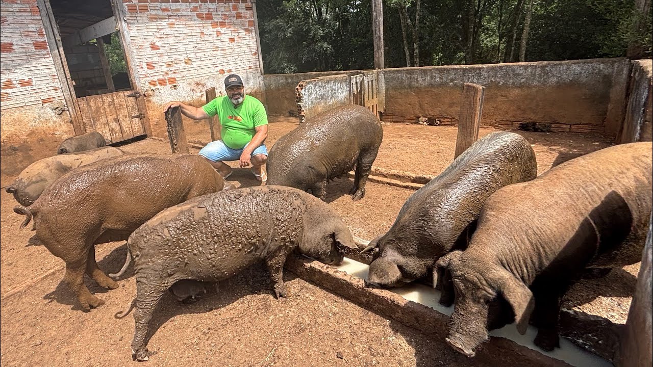 ELE VIVE CRIANDO PORCO IGUAL ANTIGAMENTE- KEMPES DALPIVA DE CAXAMBU DO SUL SC