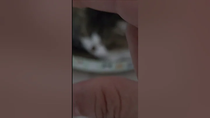 Video 10975871: forest cat norwegianforestcat, norwegian forest, forest cat cutecat, adorablecats cutecat cat