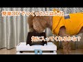 簡単DIYでつくった犬のごはん台！サイズはポンデュにあう？はたしてポンデュは気にいる？