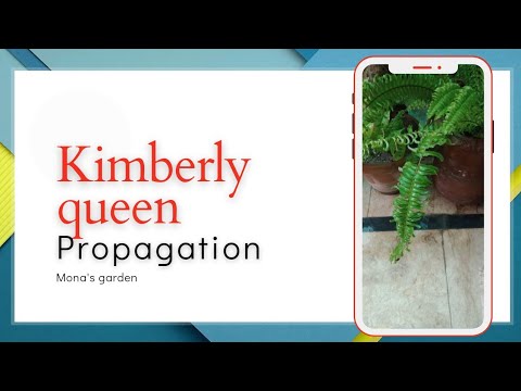 Kimberly Queen Fern division/Kimberly Queen Fern Care And Propagation