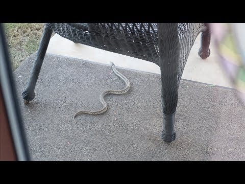 Vlog: *June 19-20, 2019* ~A Snake on Our Patio!~