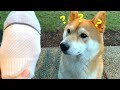 Best DIY Dog Toy Idea for FREE | Super Shiba