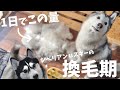 【抜け毛】シベリアンハスキーの換毛期がヤバすぎた【ビフォーアフター】