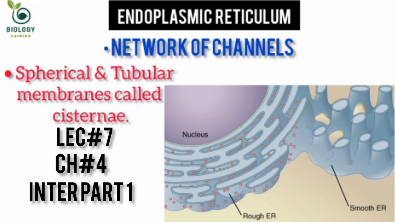 4.7 Endoplasmic reticulum | Types and functions of endoplasmic ...