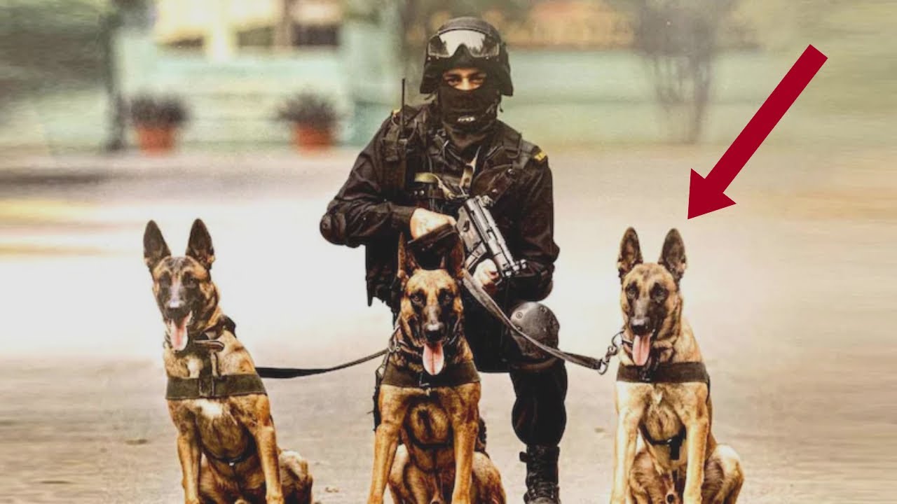 Топ 10 Собак для Армии и Полиции