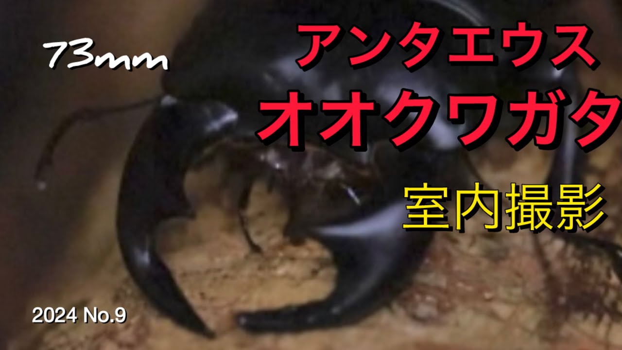 【アンタエウスオオクワガタ】室内撮影 YouTube
