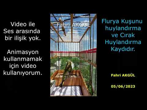 Flurya Cırak 015 - Flurya Kızdırma Kaydı