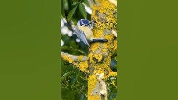 Beautiful Blue Tit searching for breakfast in slow-motion #shorts