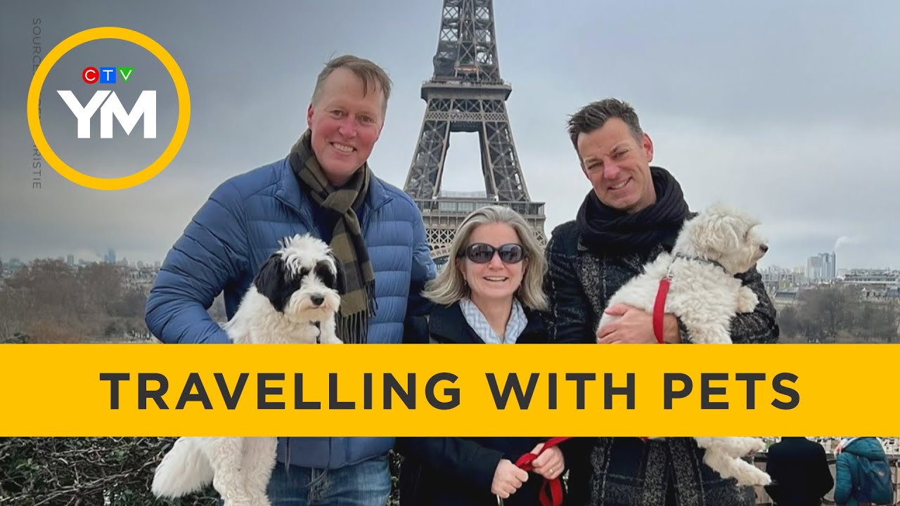 What to Do With Dog When Traveling: Essential Tips for Stress-Free Trips
