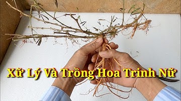 Chia Sẻ Xữ Lý Và Trồng Cây Hoa Trinh Nữ Bonsai