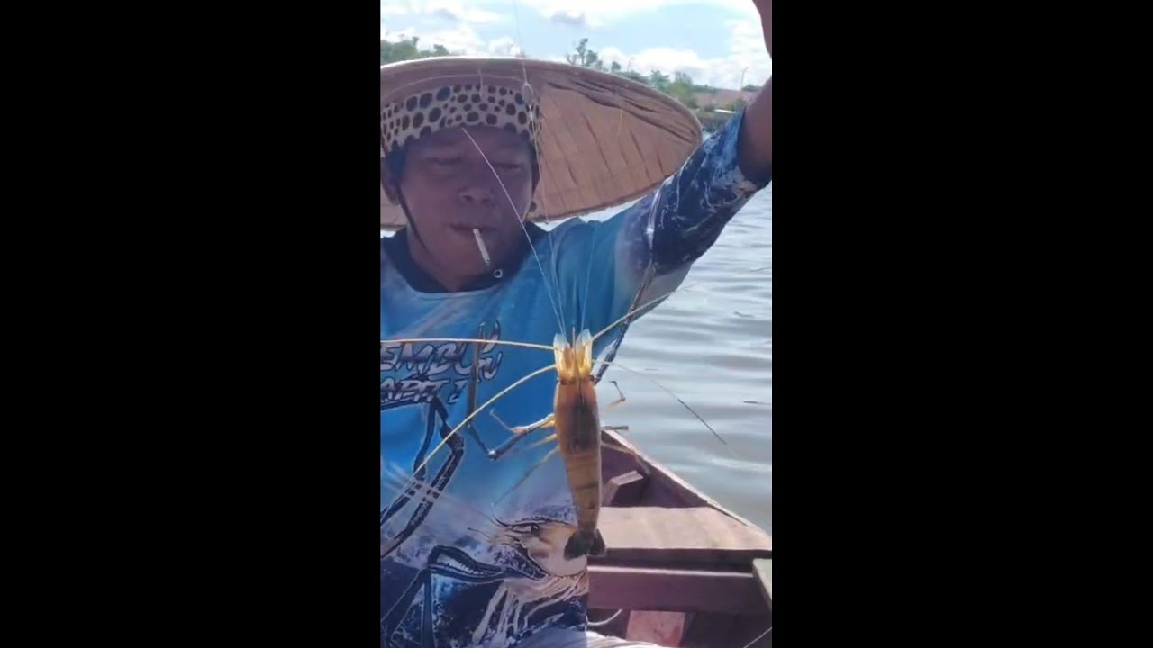 10 Januari 2026 musim udang galah