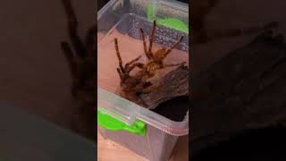 Pterinochilus Murinus Çiftleşme