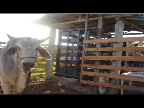 Como Aumentar a Rentabilidade na Pecuária de Corte - Índices Zootécnicos