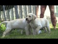 Puppies testing their future working dog skills Puppies testing their future working dog skills